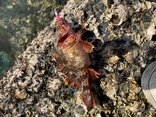 鳩の釜港