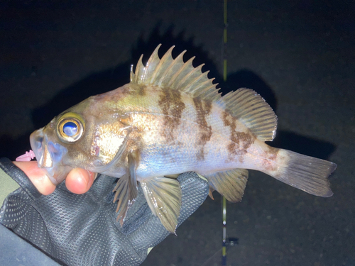 メバルの釣果