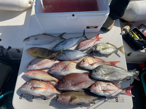 マダイの釣果