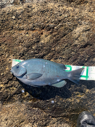 メジナの釣果