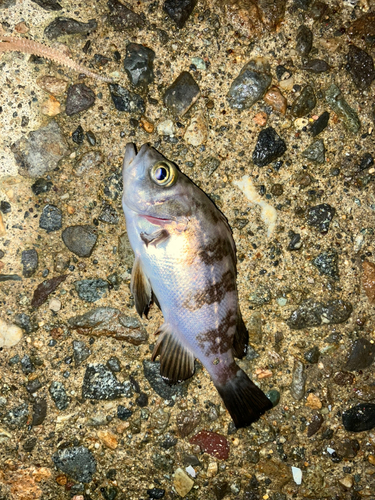 メバルの釣果