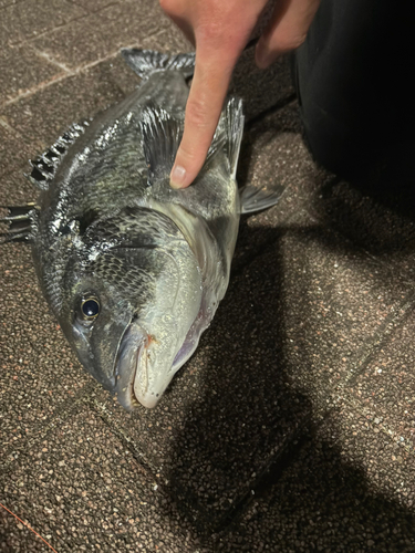 豊洲ぐるり公園