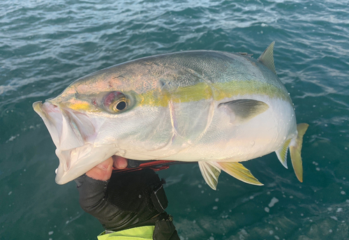 ブリの釣果