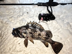 クロソイの釣果