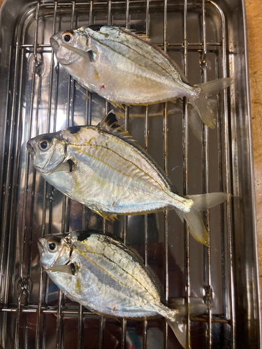 ヒイラギの釣果