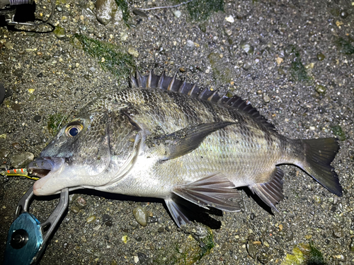 クロダイの釣果