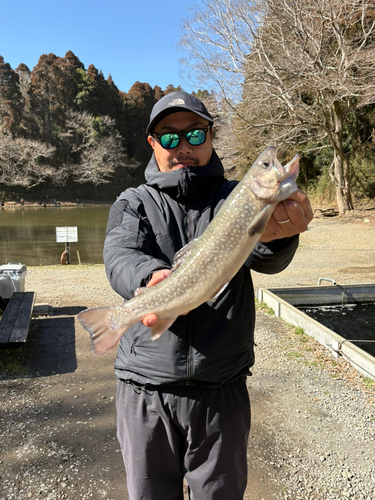 イワナの釣果