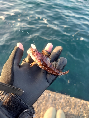 ハゼの釣果