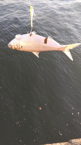 コノシロの釣果