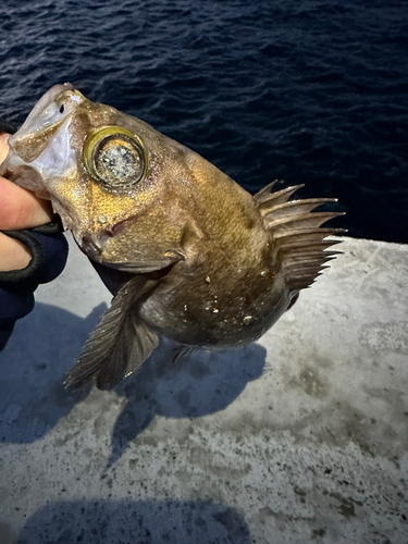 オウゴンムラソイの釣果