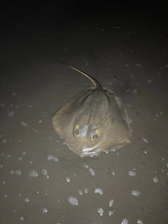 エイの釣果