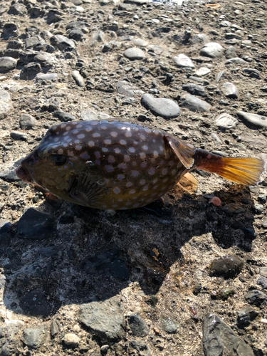 クサフグの釣果