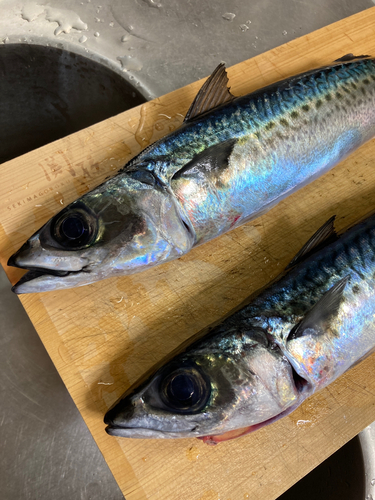 サバの釣果