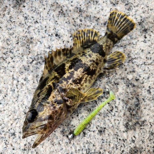 タケノコメバルの釣果