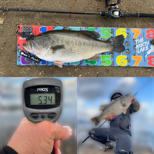 ブラックバスの釣果