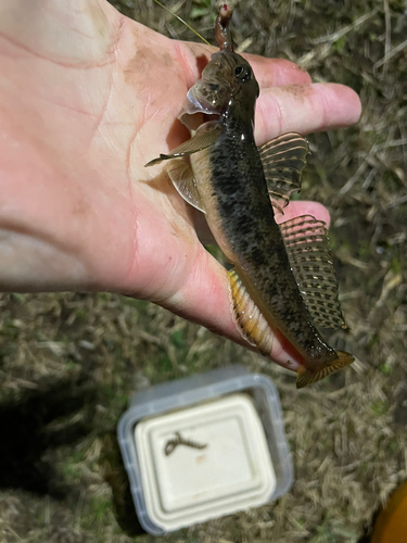 ハゼの釣果