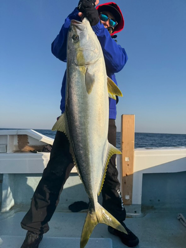 ヒラマサの釣果