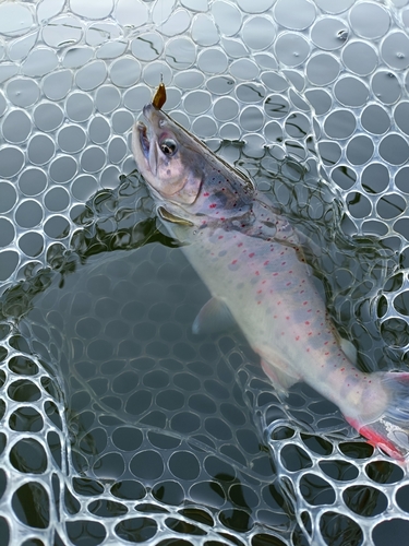 アマゴの釣果