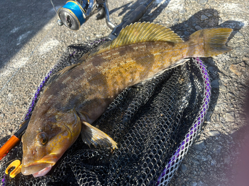 アイナメの釣果