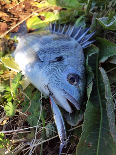 キチヌの釣果