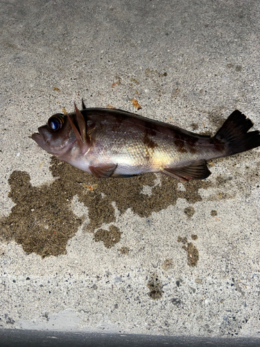 メバルの釣果