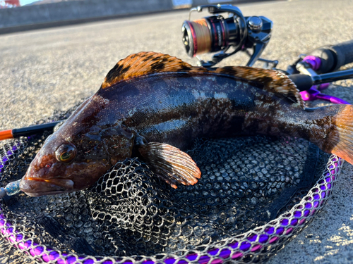 アイナメの釣果