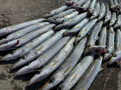 カマスの釣果