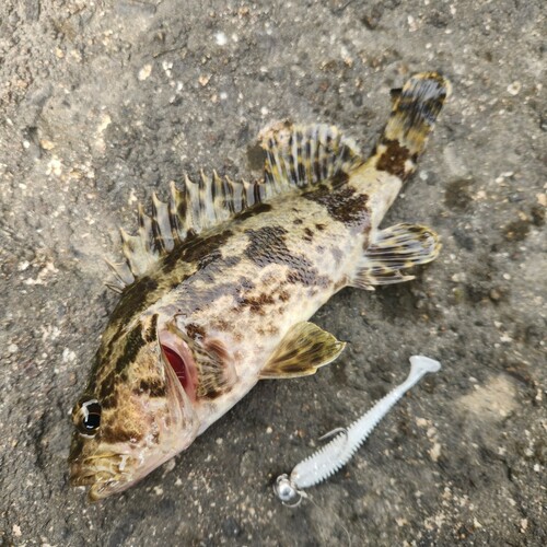 タケノコメバルの釣果