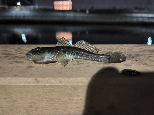 マハゼの釣果