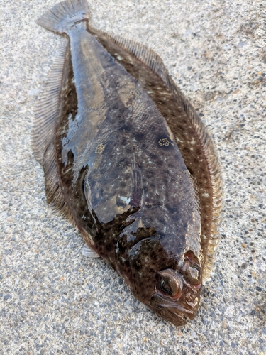 カレイの釣果