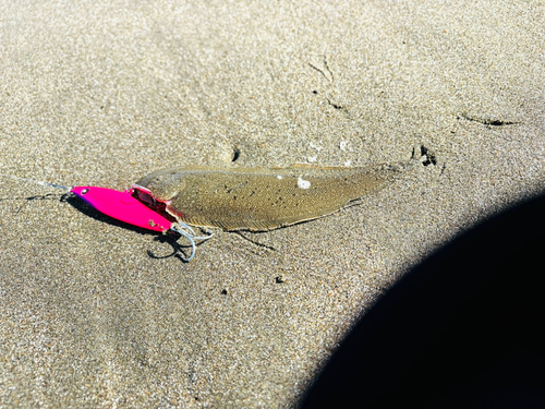 シタビラメの釣果