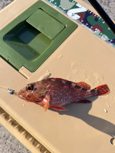 アラカブの釣果