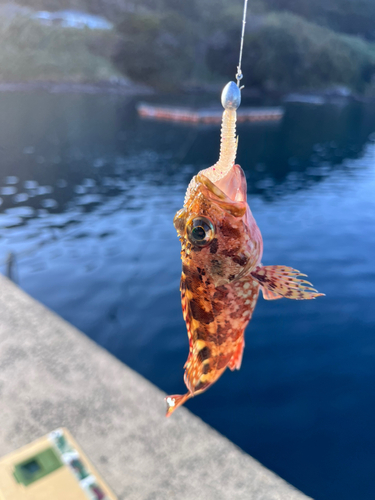 アラカブの釣果