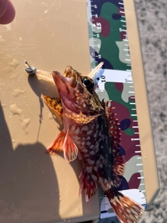 カサゴの釣果