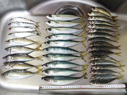 アジの釣果