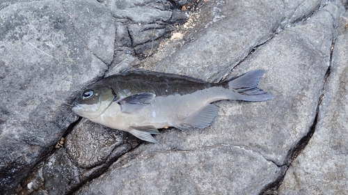 クロメジナの釣果