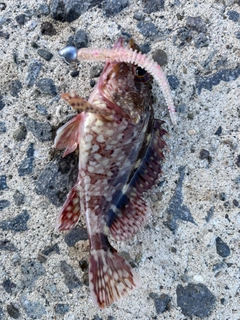 カサゴの釣果