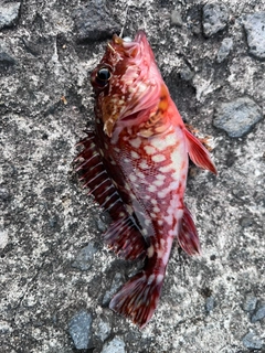 カサゴの釣果