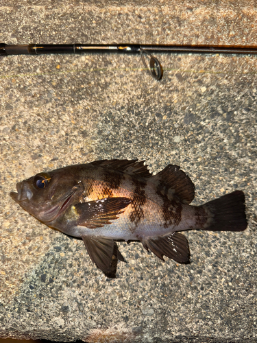 メバルの釣果