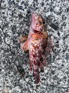 カサゴの釣果