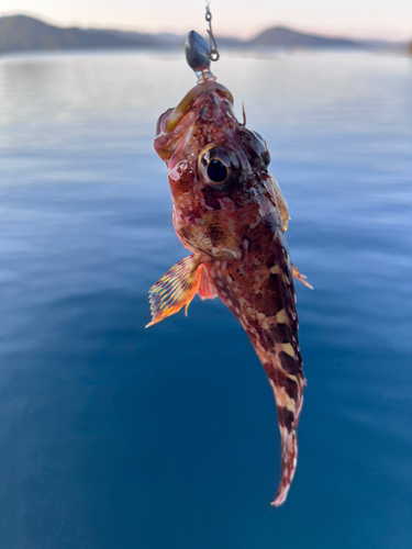 アラカブの釣果