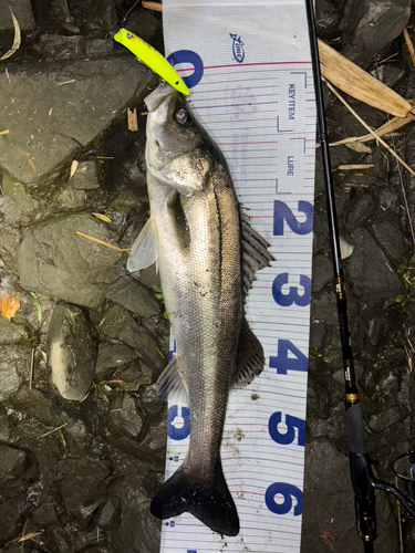 シーバスの釣果