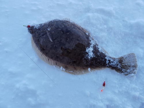 カレイの釣果