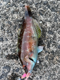 ベラの釣果