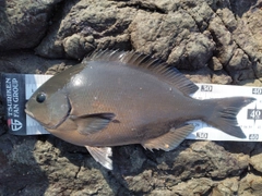 オナガグレの釣果