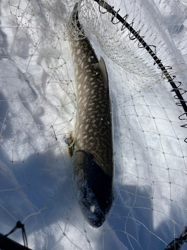 アメマスの釣果