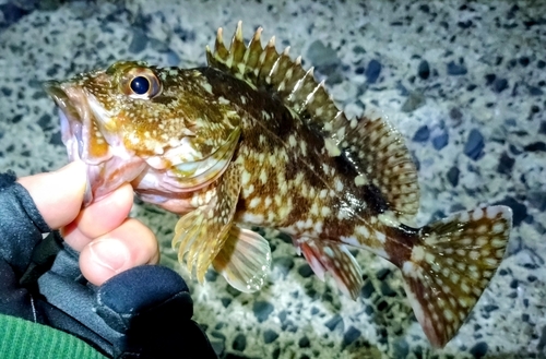 カサゴの釣果