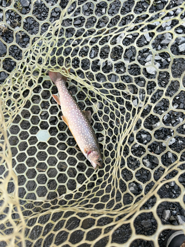 イワナの釣果