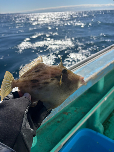 カワハギの釣果