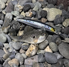 クサフグの釣果